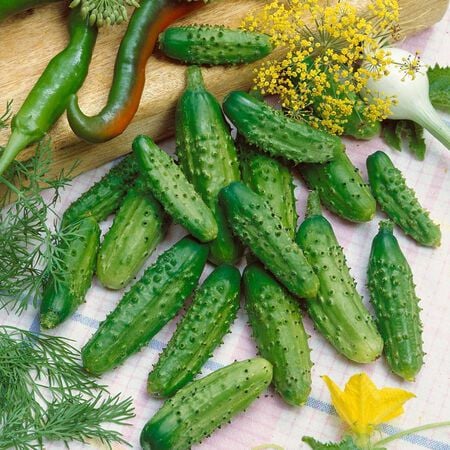 Parisian Gherkin, Cucumber Seeds - Packet image number null